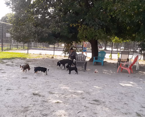 Canton Dog Park
